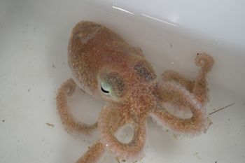 Media type: image;   Malacology 393900